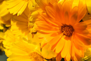 Fototapeta premium Macro shot of vibrant orange Calendula flowers blooming in a summer garden. Beautiful floral background with soft sunlight and natural textures. Pot marigold, selective focus, blur, background