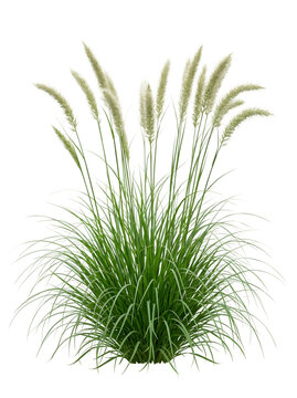 Ornamental fountain grass plant isolated on transparent background