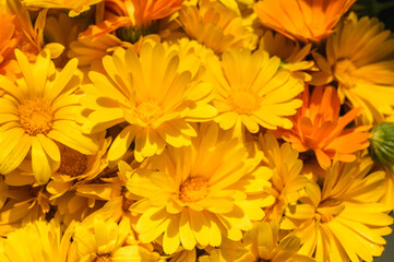 Fototapeta premium Vibrant yellow and orange marigold flowers in macro close-up, warm sunny floral background. Tagetes blooming in spring/summer, natural texture with soft bokeh, selective focus, blur, background