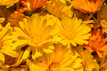 Fototapeta premium Macro shot of vibrant orange Calendula flowers blooming in a summer garden. Beautiful floral background with soft sunlight and natural textures. Pot marigold, selective focus, blur, background