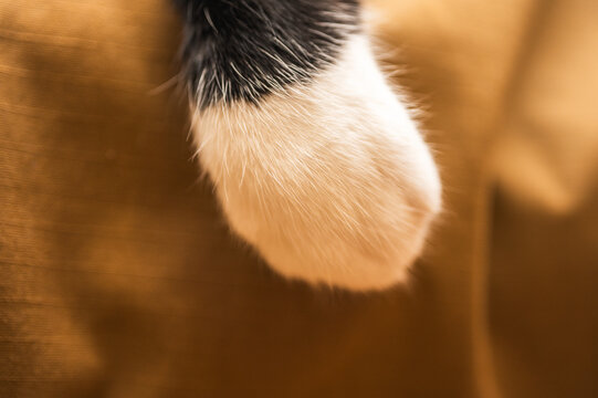 Macro shot of a fluffy white cat paw resting on a soft brown blanket. Cozy domestic atmosphere, pet comfort, and feline fur texture. Beautiful warm lighting close-up view, selective focus, blurred
