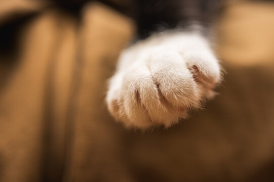 Macro shot of a fluffy white cat paw resting on a soft brown blanket. Cozy domestic atmosphere, pet comfort, and feline fur texture. Beautiful warm lighting close-up view, selective focus, blurred