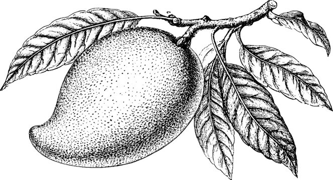 Antique engraved mango botanical illustration on branch isolated on white for poster label and packaging design
