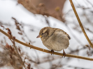 Sparrow sits on a branch without leaves.