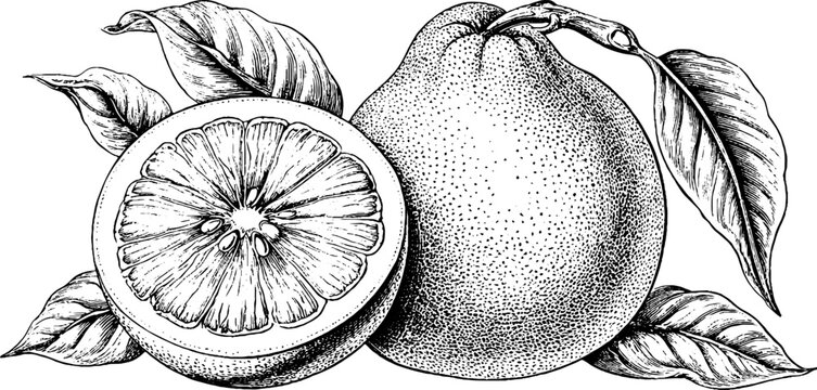Antique engraving of whole pomelo with cross section and leaves isolated on white background for packaging label and botanical design