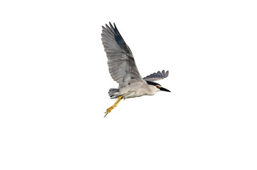 Obraz premium An isolated Black-crowned Night Heron against a transparent background, flying to the right in profile with its wings raised and its legs elegantly extended behind it.