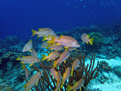 Schoolmaster snapper ,Lutjanus apodus,underwater Bonaire