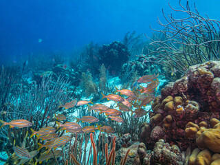 Lutjanidae, the snappers off the coast of the island of Bonaire © John Anderson
