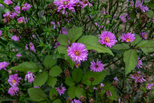 Purple aster flowers blooming among green foliage