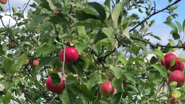 Apple tree branches with red apples sway in the wind, summer in the garden