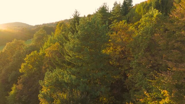AERIAL, LENS FLARE: Golden evening sunlight illuminates vibrant autumn trees along a wooded hillside. Combination of colourful foliage, peaceful countryside, rolling terrain and soft atmospheric haze.