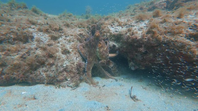 underwater view of octopus hiding in coral reef