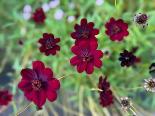 Fototapeta premium Deep Red Chocolate Cosmos flowers Cosmos atrosanguineus with soft blurred background close-up