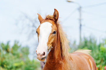 Brown horse with white face stands calmly © Anastasia Bruzinsky