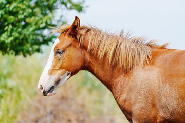 Brown horse with white muzzle stands calmly © Anastasia Bruzinsky
