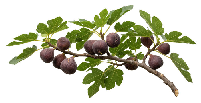 Fruiting fig tree branch with ripe figs and leaves