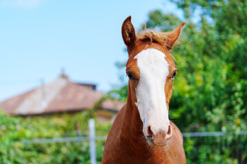 Brown horse with white muzzle gazes directly © Anastasia Bruzinsky