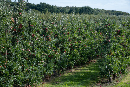 Apple harvest in Haspengouw fruit growing region, orchard in Belgium, onagold, Braeburn, Elstar, Boskoop, Gala, Kanzi apples varieties, organic fruits
