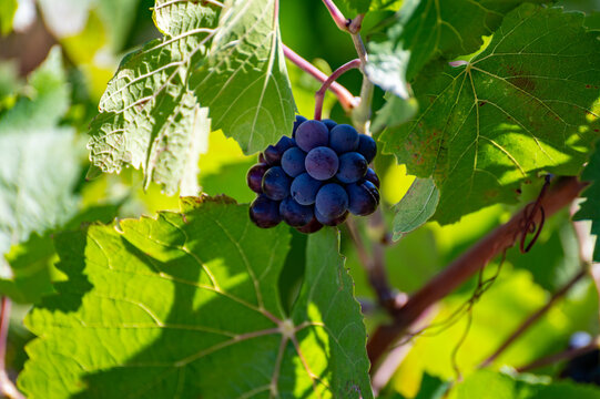 Pinot Noir wine grape harvest in France, in regions Champagne, Burgundy, Alsace, Loire, making of iconic french dry red wines, bunch of grapes