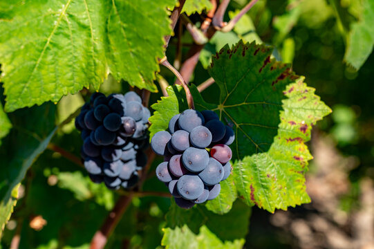 Pinot Noir wine grape harvest in France, in regions Champagne, Burgundy, Alsace, Loire, making of iconic french dry red wines, bunch of grapes