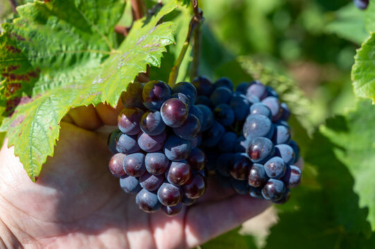 Pinot Noir wine grape harvest in France, in regions Champagne, Burgundy, Alsace, Loire, making of iconic french dry red wines, bunch of grapes in hand of picker