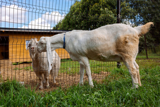 Standing white goats inside enclosure farm interior rural livestock breeding environment.