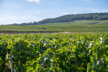 Obraz premium View of Champagne vineyards after harvest, near Cramant and Avize, Chardonnay grape variety parcels across the scenic Cote des Blancs, France
