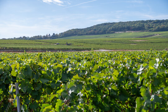 View of Champagne vineyards after harvest, near Cramant and Avize,  Chardonnay grape variety parcels across the scenic Cote des Blancs, France