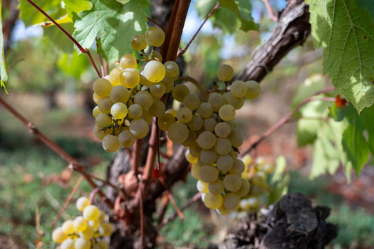 Ripe Chardonnay grapes during harvest in France, Champagne Blanc de Blancs, Burgundy&rsquo;s Chablis and Montrachet, Chardonnay wines from the Loire Valley.