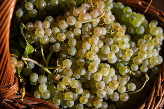 Chardonnay grapes fill rustic wicker basket after harvest in Cramant and Avize grand cru Champagne region of France, end of harvest