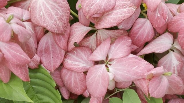 Delicate pink Dona flowers bloom with lush green foliage during soft daylight