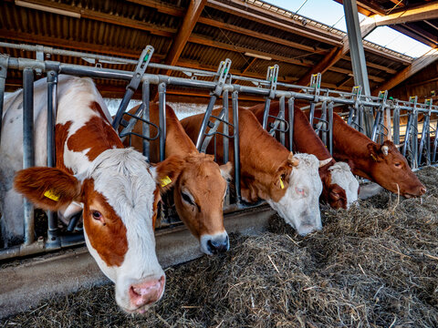 K&uuml;he fressen Heusilage in einem Stall
