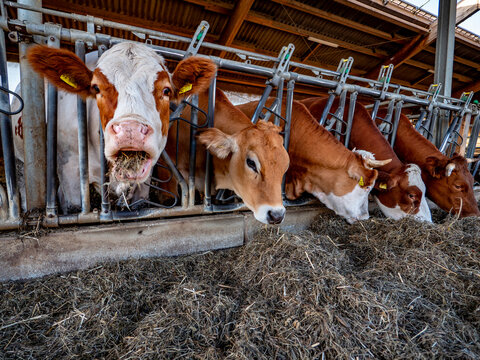 K&uuml;he fressen Heusilage in einem Stall