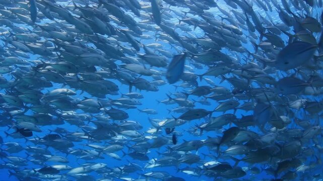 Mesmerizing school of Jack Fish gracefully swims in clear blue ocean water above a vibrant coral reef, showcasing abundant marine life and a healthy tropical ecosystem.
