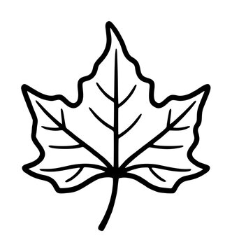 Hand-drawn sycamore leaf vector icon, simple black and white botanical illustration, minimal line art nature element for web design and print projects - professional detailed commercial stock
