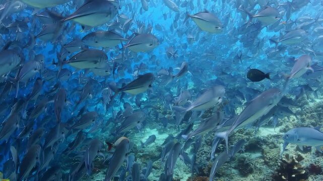 Mesmerizing massive school of shimmering Jack Fish, swimming in clear blue tropical ocean water above a vibrant coral reef, dynamic marine life.