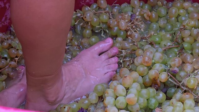 Extreme close-up of bare feet treading white grapes in a tub during a traditional harvest festival in Spain. Slow motion shot of pressing wine grapes by foot in authentic winemaking ceremony.