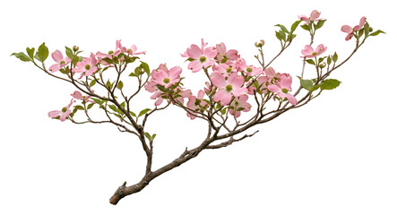 Fototapeta premium Blooming flowering tree branch with pink blossoms