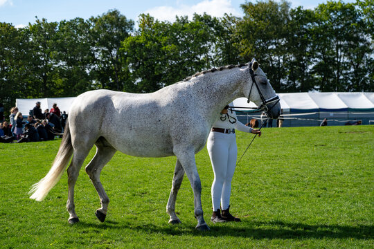 Two golden horses cantering together before a seated crowd