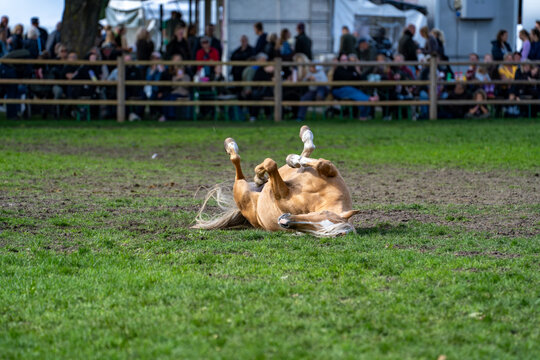 Small dog leaping over striped agility bars on green grass