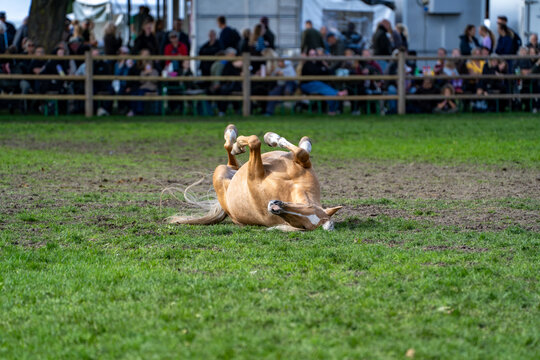 Wet brown dog stepping through shallow water during competition