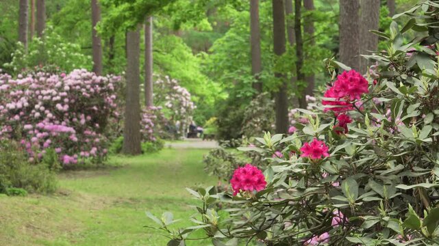 A static wide view shows blooming rhododendron shrubs in red, pink and purple tones along a woodland path. Foliage and soft forest depth highlight spring color and a calm natural atmosphere.