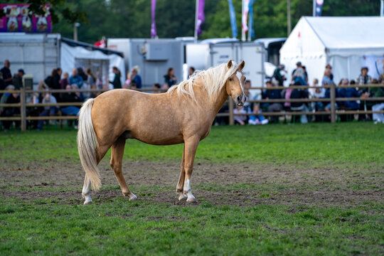 Two golden horses galloping together across a showground arena