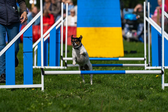 Small dog jumping low bars on an outdoor agility course