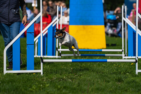 Small dog clearing an agility hurdle beside a blue ramp