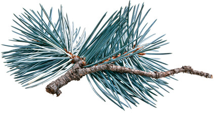 Isolated natural blue spruce tree branch with fresh evergreen needles, seasonal botanical element © Conor
