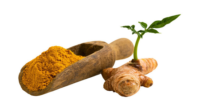 Isolated turmeric root with green sprout and vibrant yellow powder in wooden scoop