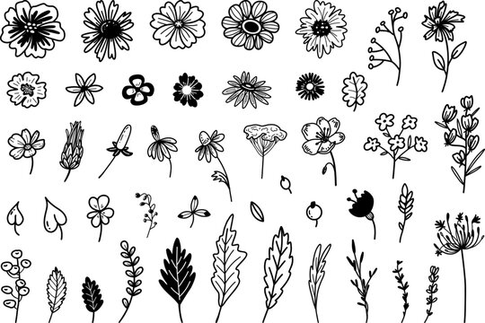Hand drawn botanical collection with flowers, leaves, stems and floral elements in black and white line art, isolated on white background. Perfect for cards, invitations and decoration.