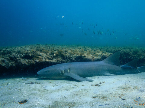 underwater view of a nurse shark with coral reef