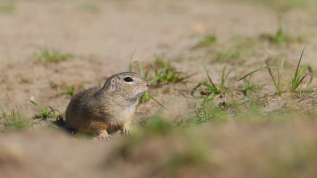 European Ground Squirrel Foraging Near Its Burrow on a Sunny Summer Day